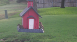 /Birds/Thumbs/20240724/found20240724-084300.png 