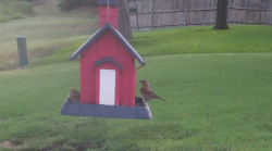 /Birds/Thumbs/20240724/found20240724-084336.png 