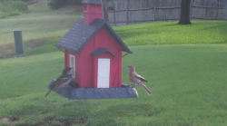 /Birds/Thumbs/20240724/found20240724-085330.png 