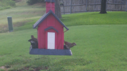 /Birds/Thumbs/20240724/found20240724-085430.png 
