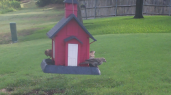 /Birds/Thumbs/20240724/found20240724-085649.png 