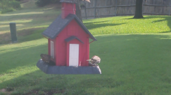 /Birds/Thumbs/20240724/found20240724-085724.png 