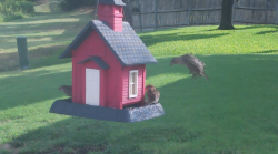 /Birds/Thumbs/20240724/found20240724-091757.png 