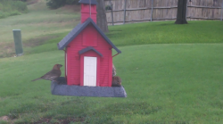 /Birds/Thumbs/20240724/found20240724-092145.png 