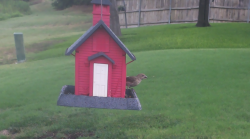 /Birds/Thumbs/20240724/found20240724-092406.png 