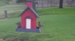 /Birds/Thumbs/20240724/found20240724-093228.png 