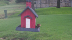 /Birds/Thumbs/20240724/found20240724-093323.png 