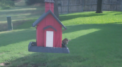 /Birds/Thumbs/20240724/found20240724-093455.png 