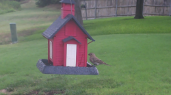 /Birds/Thumbs/20240724/found20240724-093839.png 