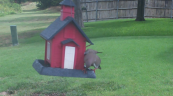 /Birds/Thumbs/20240724/found20240724-110718.png 