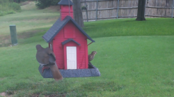 /Birds/Thumbs/20240724/found20240724-111039.png 