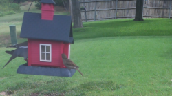 /Birds/Thumbs/20240724/found20240724-111629.png 