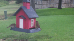 /Birds/Thumbs/20240724/found20240724-111823.png 