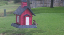 /Birds/Thumbs/20240724/found20240724-113248.png 