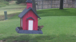 /Birds/Thumbs/20240724/found20240724-121905.png 
