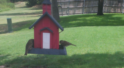 /Birds/Thumbs/20240724/found20240724-124008.png 
