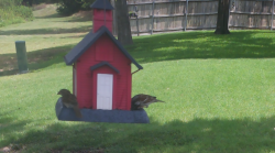 /Birds/Thumbs/20240724/found20240724-124331.png 