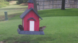 /Birds/Thumbs/20240724/found20240724-124616.png 