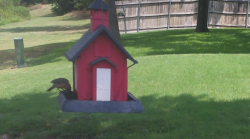 /Birds/Thumbs/20240724/found20240724-132232.png 