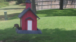 /Birds/Thumbs/20240724/found20240724-132530.png 