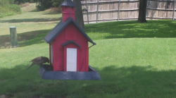 /Birds/Thumbs/20240724/found20240724-132822.png 