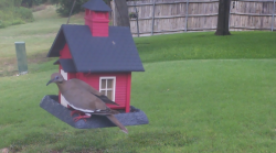 /Birds/Thumbs/20240724/found20240724-134502.png 