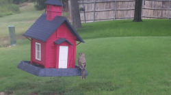 /Birds/Thumbs/20240724/found20240724-134646.png 