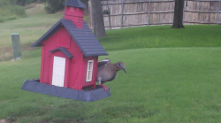 /Birds/Thumbs/20240724/found20240724-134735.png 