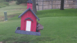 /Birds/Thumbs/20240724/found20240724-134806.png 