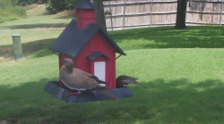 /Birds/Thumbs/20240724/found20240724-135159.png 