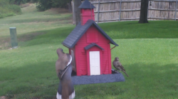 /Birds/Thumbs/20240724/found20240724-135321.png 