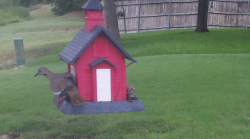 /Birds/Thumbs/20240724/found20240724-135409.png 