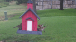 /Birds/Thumbs/20240724/found20240724-140448.png 