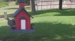 /Birds/Thumbs/20240724/found20240724-143251.png 