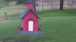 /Birds/Thumbs/20240724/found20240724-144903.png 