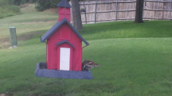 /Birds/Thumbs/20240724/found20240724-145838.png 