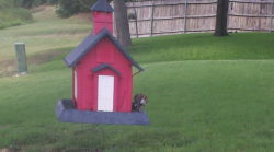 /Birds/Thumbs/20240724/found20240724-145917.png 
