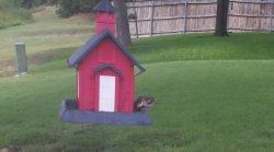 /Birds/Thumbs/20240724/found20240724-145953.png 