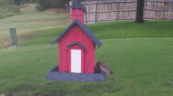 /Birds/Thumbs/20240724/found20240724-150223.png 