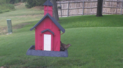/Birds/Thumbs/20240724/found20240724-154324.png 