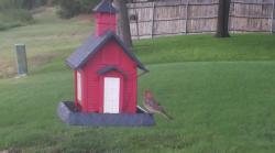 /Birds/Thumbs/20240724/found20240724-171437.png 