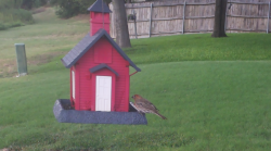 /Birds/Thumbs/20240724/found20240724-171633.png 