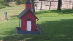/Birds/Thumbs/20240724/found20240724-174445.png 