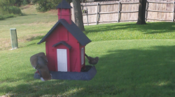 /Birds/Thumbs/20240724/found20240724-174741.png 