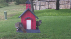 /Birds/Thumbs/20240724/found20240724-174826.png 