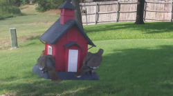 /Birds/Thumbs/20240724/found20240724-175028.png 