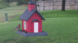 /Birds/Thumbs/20240724/found20240724-184320.png 
