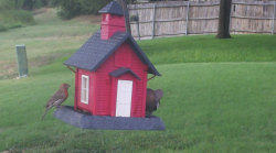 /Birds/Thumbs/20240724/found20240724-184438.png 