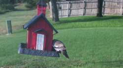 /Birds/Thumbs/20240724/found20240724-185931.png 