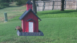 /Birds/Thumbs/20240724/found20240724-190810.png 